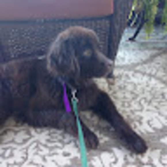 Meet your Posher, Jeanie - Picture 1 of 1